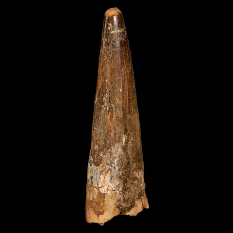 XL 3.3" Spinosaurus Fossil Tooth 100 Million Years Old Cretaceous Dinosaur COA - Fossil Age Minerals