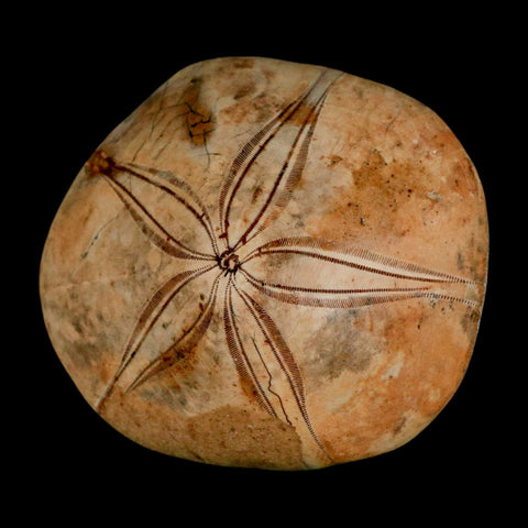 63MM Pygurus Marmonti Sea Urchin Fossil Sand Dollar Jurassic Age Madagascar
