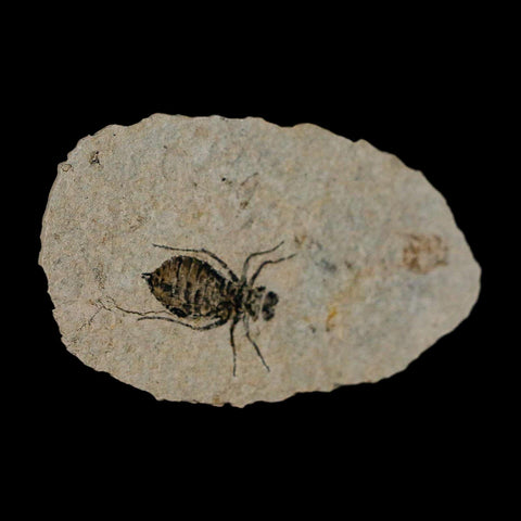 0.8" Dragonfly Larvae Fossil Libellula Doris Plate Upper Miocene Piedmont Italy Display - Fossil Age Minerals
