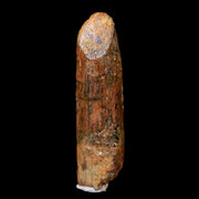 1.1" Rebbachisaurus Sauropod Fossil Tooth Early Cretaceous Dinosaur COA, Display