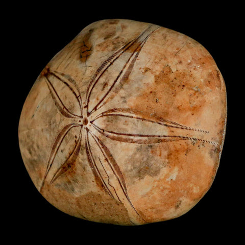 63MM Pygurus Marmonti Sea Urchin Fossil Sand Dollar Jurassic Age Madagascar