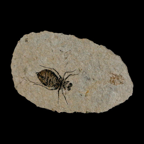 0.8" Dragonfly Larvae Fossil Libellula Doris Plate Upper Miocene Piedmont Italy Display - Fossil Age Minerals