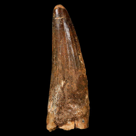 XL 3.3" Spinosaurus Fossil Tooth 100 Million Years Old Cretaceous Dinosaur COA