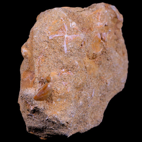 1.7" Mosasaur Hoffmanni Fossil Tooth In Matrix Cretaceous Dinosaur Era COA - Fossil Age Minerals