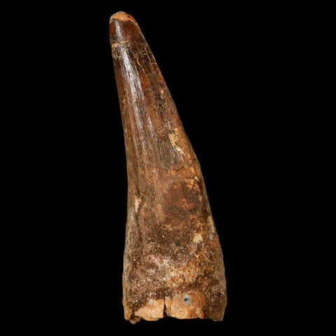XL 3.3" Spinosaurus Fossil Tooth 100 Million Years Old Cretaceous Dinosaur COA - Fossil Age Minerals