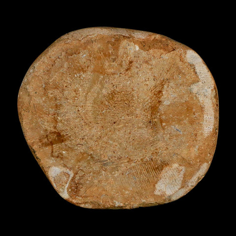 63MM Pygurus Marmonti Sea Urchin Fossil Sand Dollar Jurassic Age Madagascar