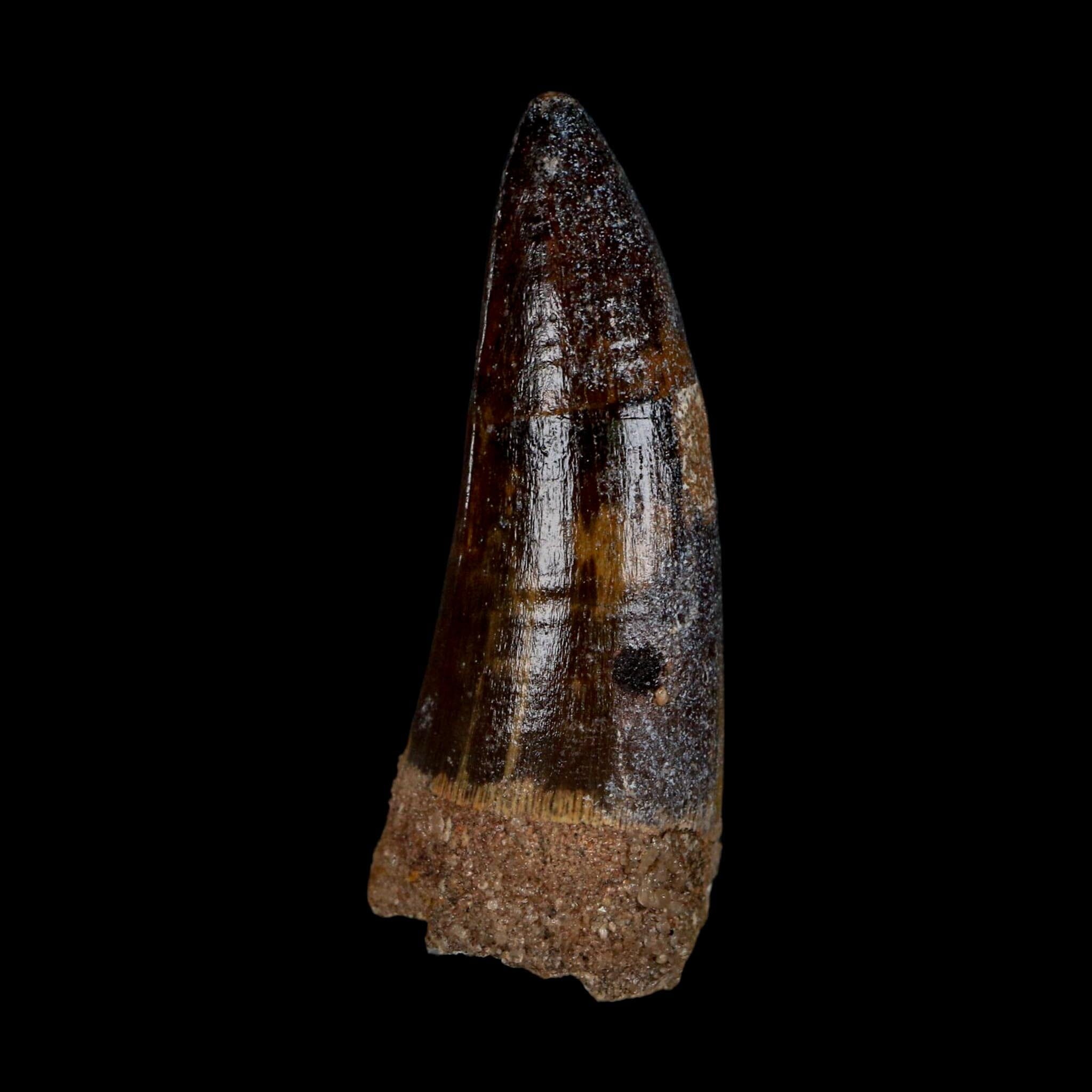 XL 2.6" Sarcosuchus Imperator Crocodile Fossil Tooth Elrhaz FM Cretaceous Niger COA - Fossil Age Minerals