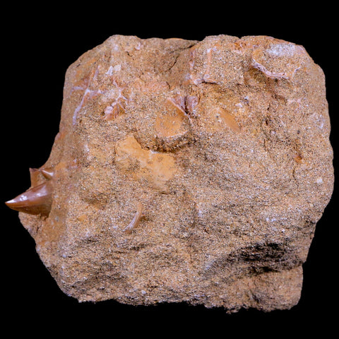 1.7" Mosasaur Hoffmanni Fossil Tooth In Matrix Cretaceous Dinosaur Era COA - Fossil Age Minerals