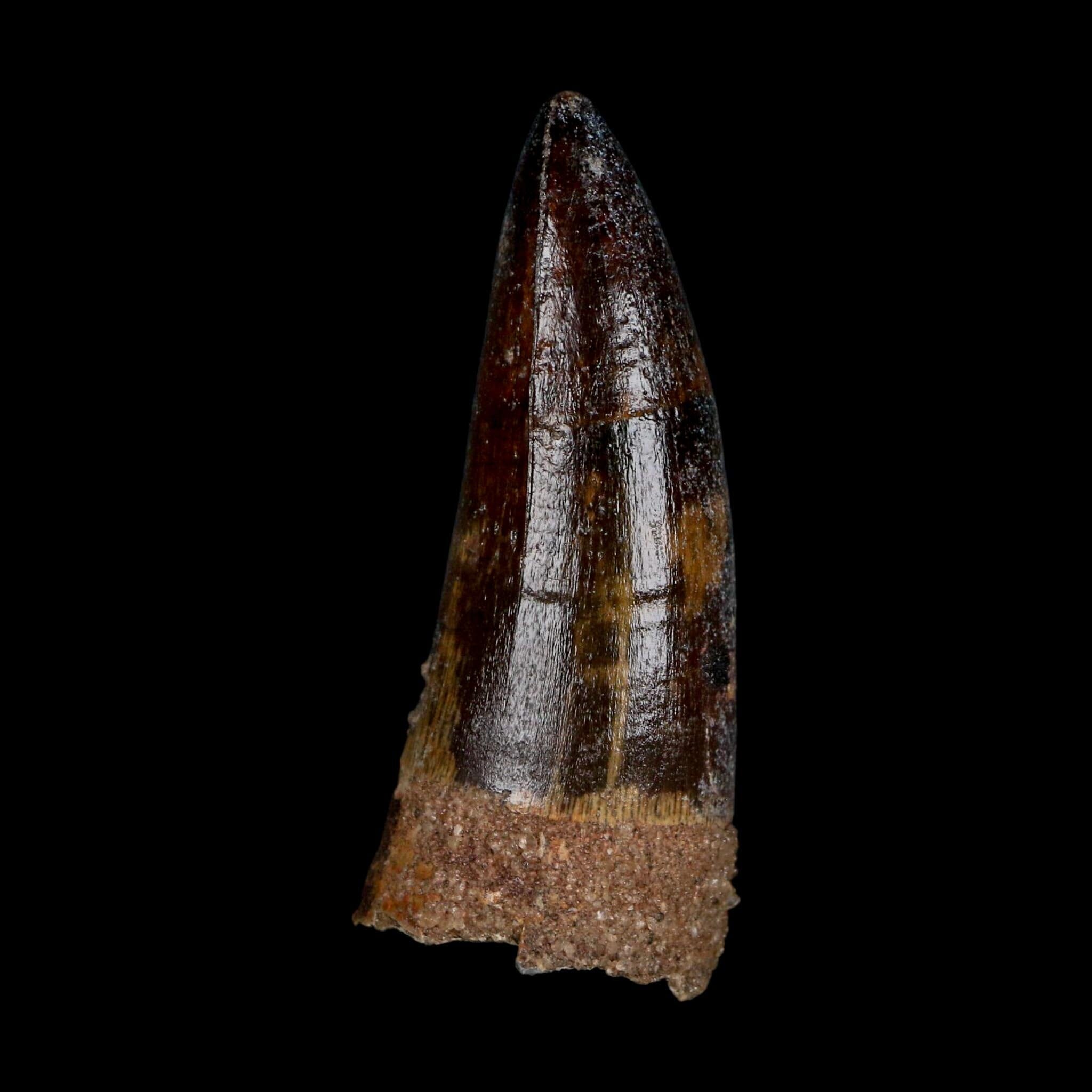 XL 2.6" Sarcosuchus Imperator Crocodile Fossil Tooth Elrhaz FM Cretaceous Niger COA - Fossil Age Minerals