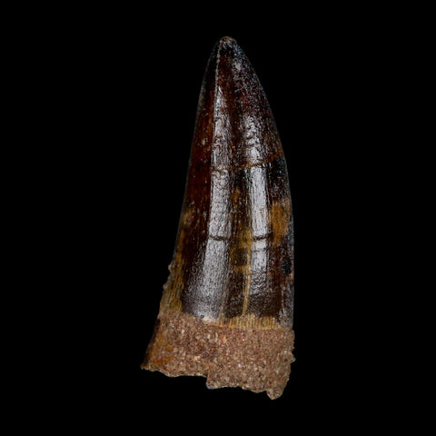 XL 2.6" Sarcosuchus Imperator Crocodile Fossil Tooth Elrhaz FM Cretaceous Niger COA