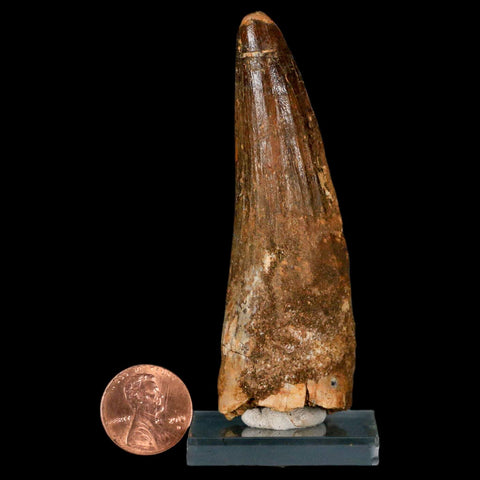 XL 3.3" Spinosaurus Fossil Tooth 100 Million Years Old Cretaceous Dinosaur COA - Fossil Age Minerals