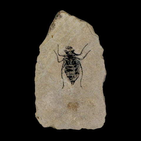 0.8" Dragonfly Larvae Fossil Libellula Doris Plate Upper Miocene Piedmont Italy Display - Fossil Age Minerals