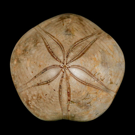 79MM Pygurus Marmonti Sea Urchin Fossil Sand Dollar Jurassic Age Madagascar