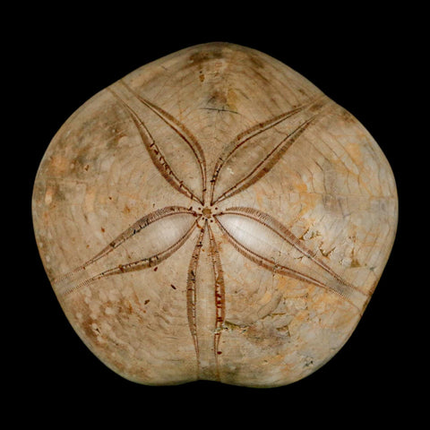 79MM Pygurus Marmonti Sea Urchin Fossil Sand Dollar Jurassic Age Madagascar