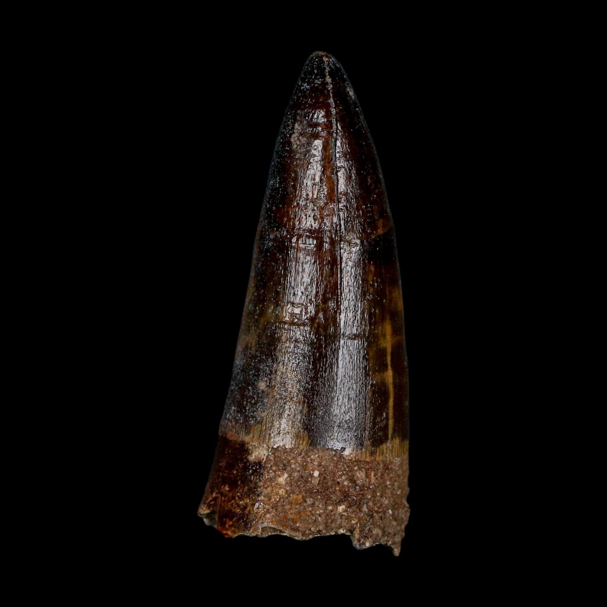 XL 2.6" Sarcosuchus Imperator Crocodile Fossil Tooth Elrhaz FM Cretaceous Niger COA - Fossil Age Minerals