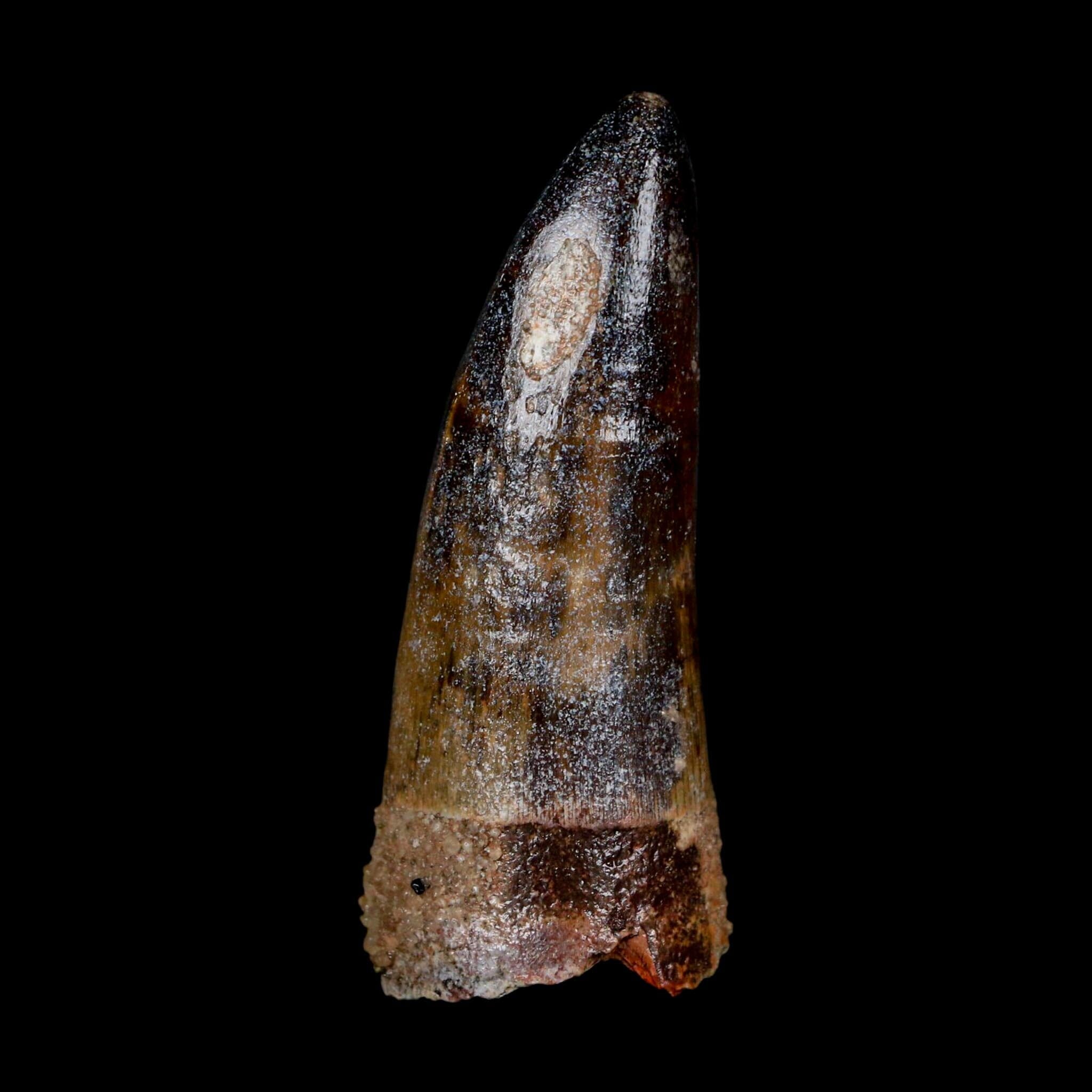 XL 2.6" Sarcosuchus Imperator Crocodile Fossil Tooth Elrhaz FM Cretaceous Niger COA - Fossil Age Minerals