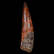 XL 3.3" Spinosaurus Fossil Tooth 100 Million Years Old Cretaceous Dinosaur COA