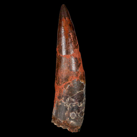 XL 3.3" Spinosaurus Fossil Tooth 100 Million Years Old Cretaceous Dinosaur COA - Fossil Age Minerals