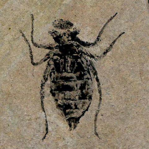 0.8" Dragonfly Larvae Fossil Libellula Doris Plate Upper Miocene Piedmont Italy Display - Fossil Age Minerals
