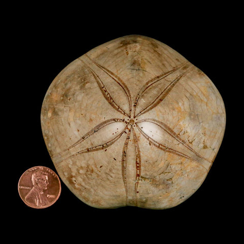79MM Pygurus Marmonti Sea Urchin Fossil Sand Dollar Jurassic Age Madagascar