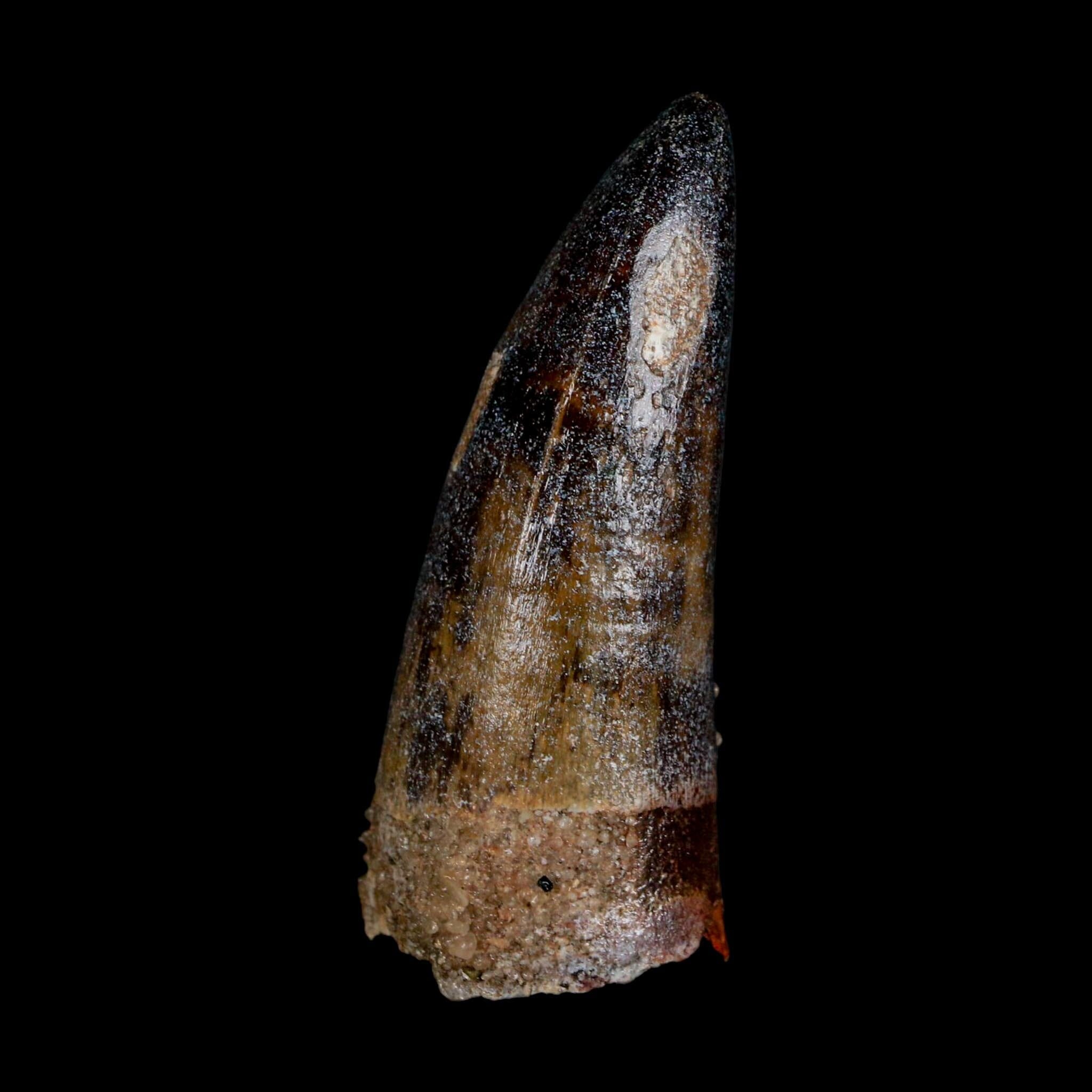 XL 2.6" Sarcosuchus Imperator Crocodile Fossil Tooth Elrhaz FM Cretaceous Niger COA - Fossil Age Minerals