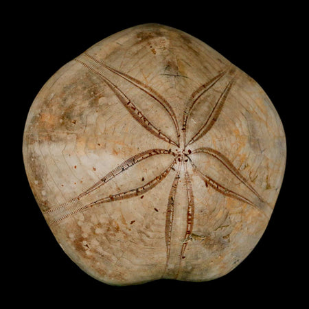 79MM Pygurus Marmonti Sea Urchin Fossil Sand Dollar Jurassic Age Madagascar