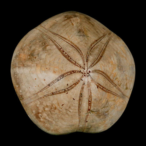 79MM Pygurus Marmonti Sea Urchin Fossil Sand Dollar Jurassic Age Madagascar