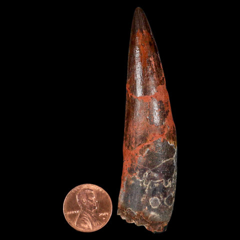 XL 3.3" Spinosaurus Fossil Tooth 100 Million Years Old Cretaceous Dinosaur COA - Fossil Age Minerals