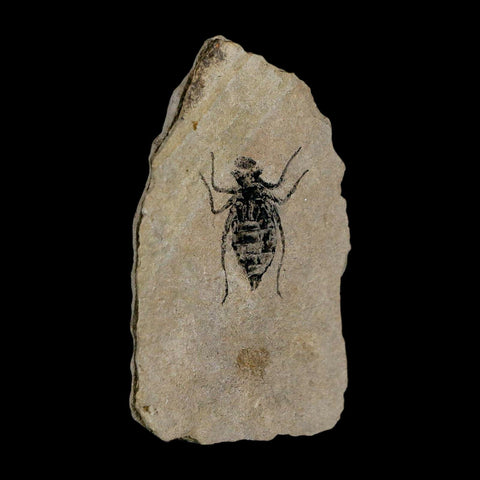 0.8" Dragonfly Larvae Fossil Libellula Doris Plate Upper Miocene Piedmont Italy Display - Fossil Age Minerals