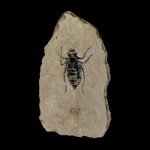 0.8" Dragonfly Larvae Fossil Libellula Doris Plate Upper Miocene Piedmont Italy Display - Fossil Age Minerals