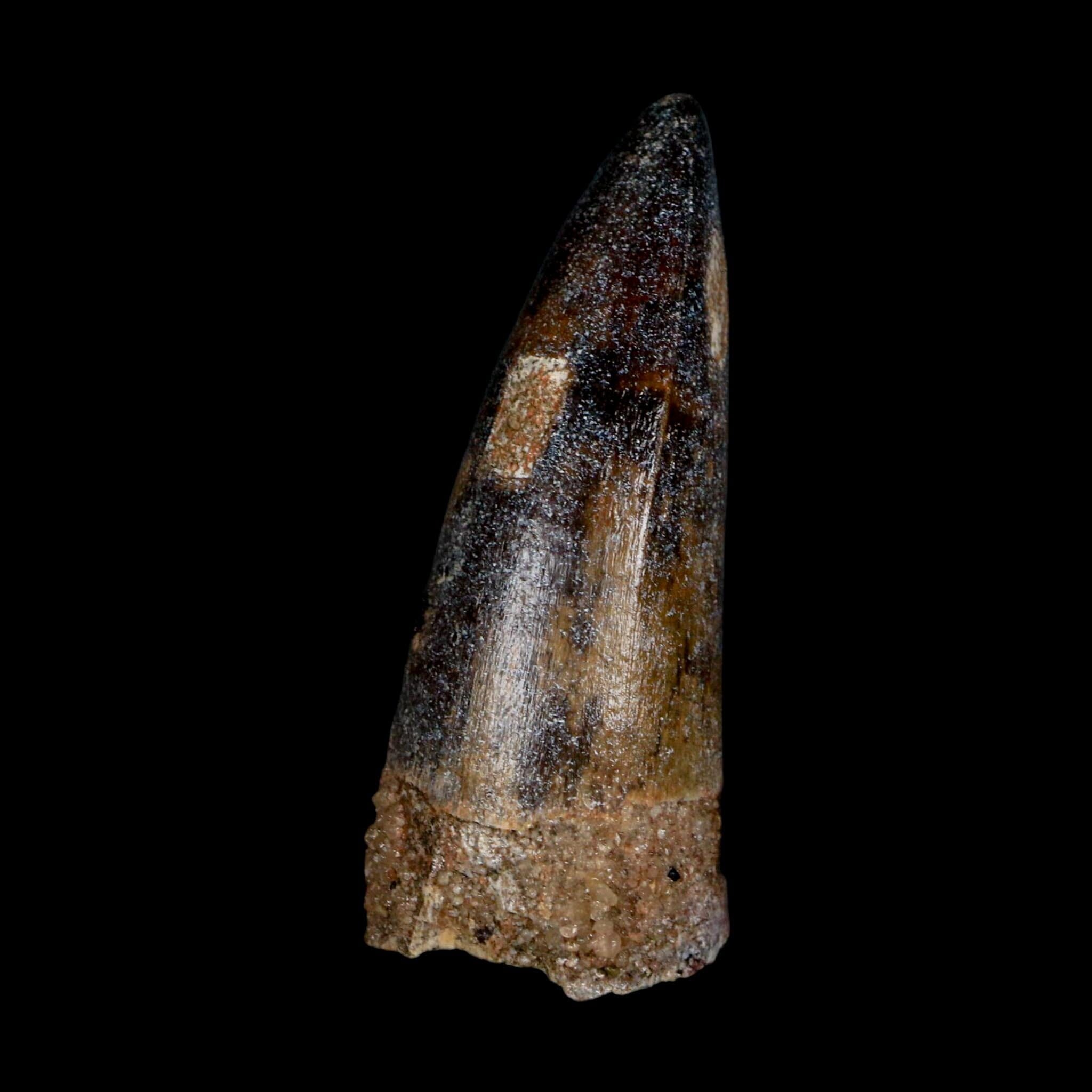 XL 2.6" Sarcosuchus Imperator Crocodile Fossil Tooth Elrhaz FM Cretaceous Niger COA - Fossil Age Minerals
