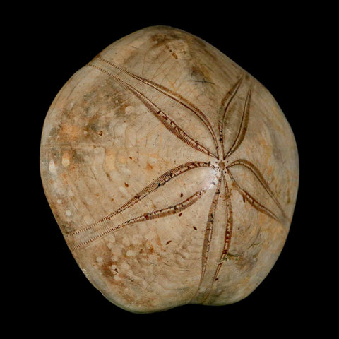 79MM Pygurus Marmonti Sea Urchin Fossil Sand Dollar Jurassic Age Madagascar
