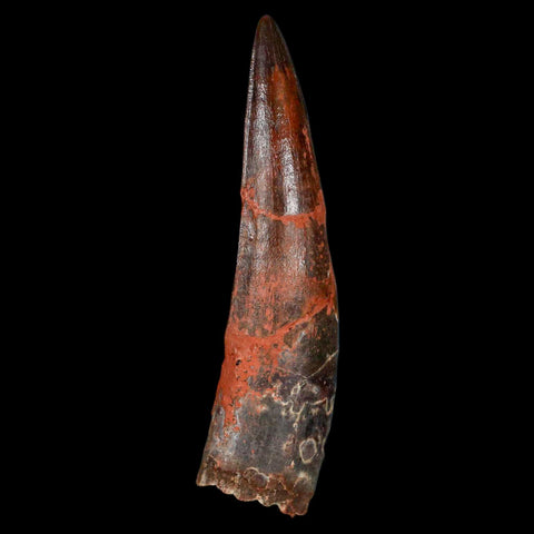 XL 3.3" Spinosaurus Fossil Tooth 100 Million Years Old Cretaceous Dinosaur COA - Fossil Age Minerals