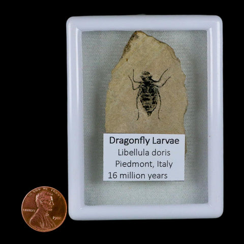 0.8" Dragonfly Larvae Fossil Libellula Doris Plate Upper Miocene Piedmont Italy Display - Fossil Age Minerals