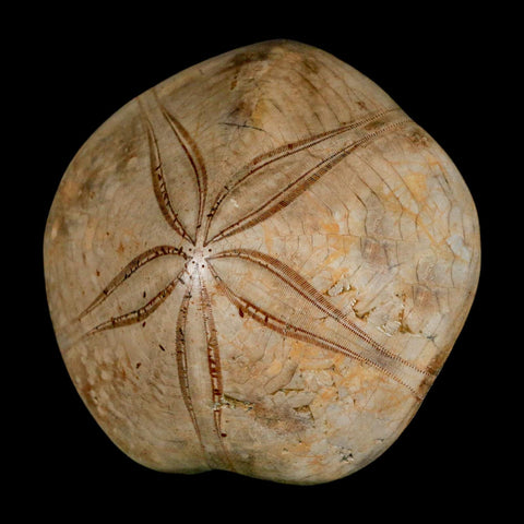 79MM Pygurus Marmonti Sea Urchin Fossil Sand Dollar Jurassic Age Madagascar