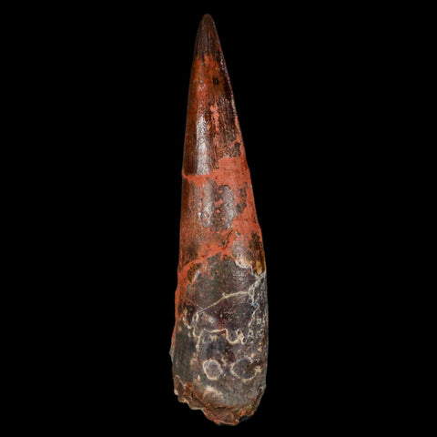 XL 3.3" Spinosaurus Fossil Tooth 100 Million Years Old Cretaceous Dinosaur COA - Fossil Age Minerals