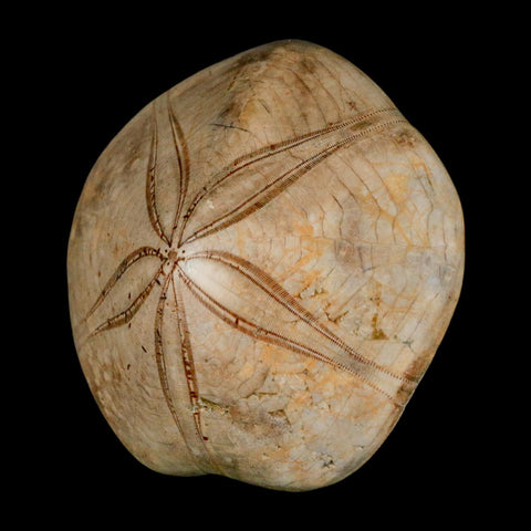 79MM Pygurus Marmonti Sea Urchin Fossil Sand Dollar Jurassic Age Madagascar