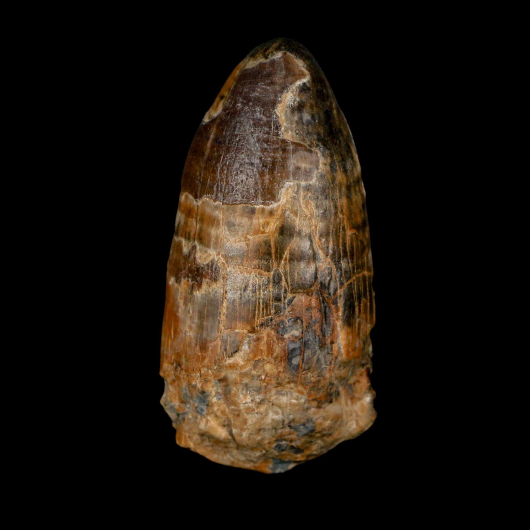 2.4" Sarcosuchus Imperator Crocodile Fossil Tooth Elrhaz FM Cretaceous Niger COA - Fossil Age Minerals