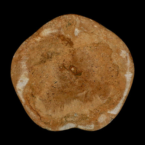 79MM Pygurus Marmonti Sea Urchin Fossil Sand Dollar Jurassic Age Madagascar