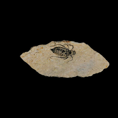 0.8" Dragonfly Larvae Fossil Libellula Doris Plate Upper Miocene Piedmont Italy Display - Fossil Age Minerals