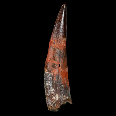 XL 3.3" Spinosaurus Fossil Tooth 100 Million Years Old Cretaceous Dinosaur COA - Fossil Age Minerals