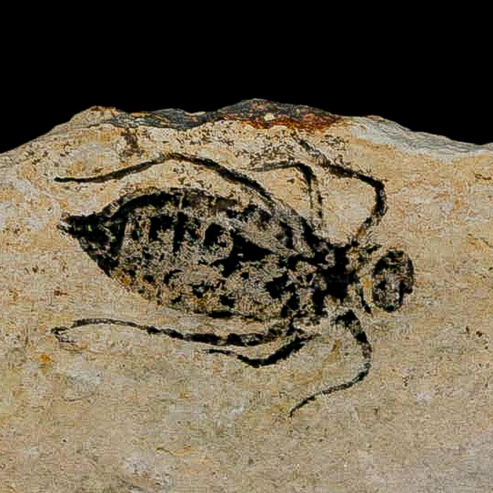 0.8" Dragonfly Larvae Fossil Libellula Doris Plate Upper Miocene Piedmont Italy Display - Fossil Age Minerals