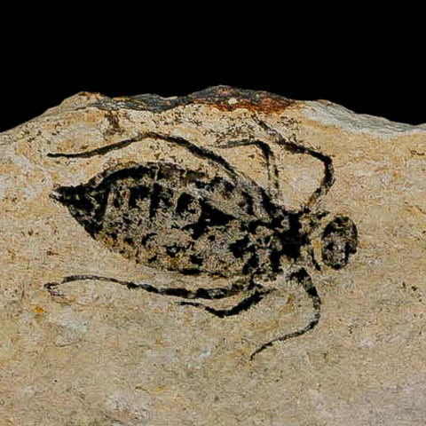 0.8" Dragonfly Larvae Fossil Libellula Doris Plate Upper Miocene Piedmont Italy Display - Fossil Age Minerals
