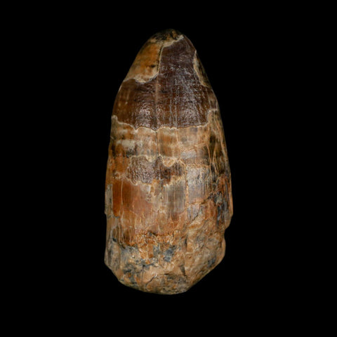 2.4" Sarcosuchus Imperator Crocodile Fossil Tooth Elrhaz FM Cretaceous Niger COA