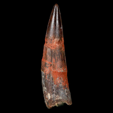 XL 3.3" Spinosaurus Fossil Tooth 100 Million Years Old Cretaceous Dinosaur COA
