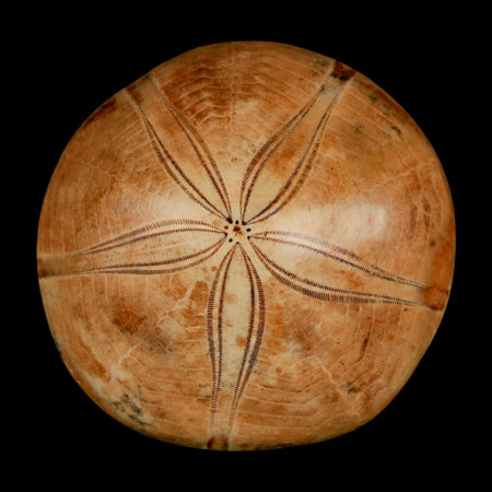 50MM Pygurus Marmonti Sea Urchin Fossil Sand Dollar Jurassic Age Madagascar