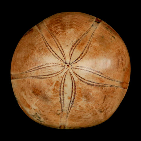 50MM Pygurus Marmonti Sea Urchin Fossil Sand Dollar Jurassic Age Madagascar