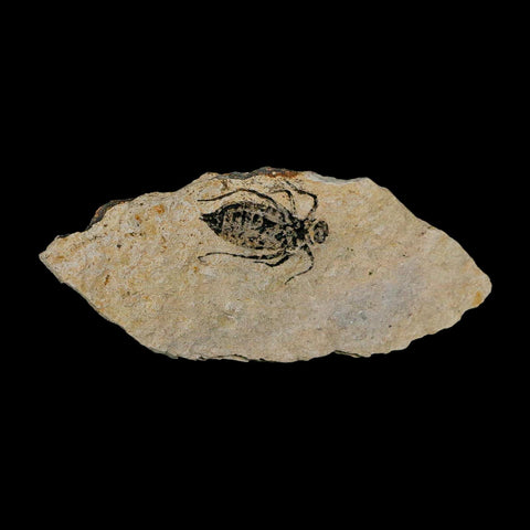 0.8" Dragonfly Larvae Fossil Libellula Doris Plate Upper Miocene Piedmont Italy Display - Fossil Age Minerals