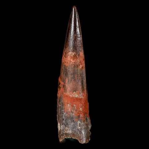 XL 3.3" Spinosaurus Fossil Tooth 100 Million Years Old Cretaceous Dinosaur COA - Fossil Age Minerals