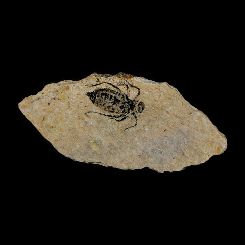0.8" Dragonfly Larvae Fossil Libellula Doris Plate Upper Miocene Piedmont Italy Display - Fossil Age Minerals